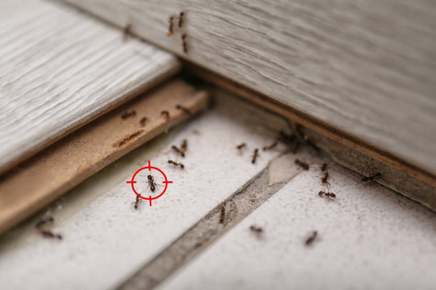 Best Best Pest Control Companies  in Galveston, TX
