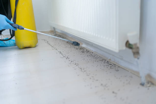 Best Wasp Removal Services  in Galveston, TX